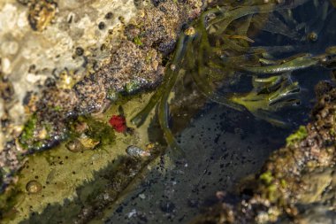Okyanus havuzu deniz yosunu ve kayalar ve deniz yaşamı ile. Yukarıda da görüleceği.