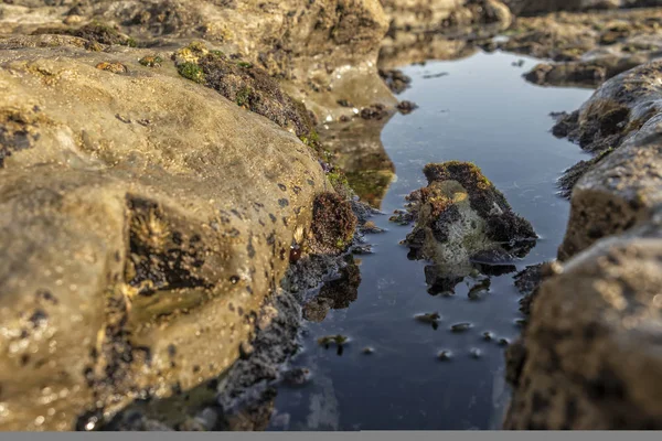 Piscinas Oceánicas Con Algas Rocas Vida Marina —  Fotos de Stock