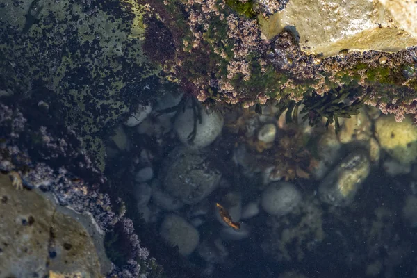 Piscinas Oceánicas Con Algas Rocas Vida Marina Visto Desde Arriba —  Fotos de Stock