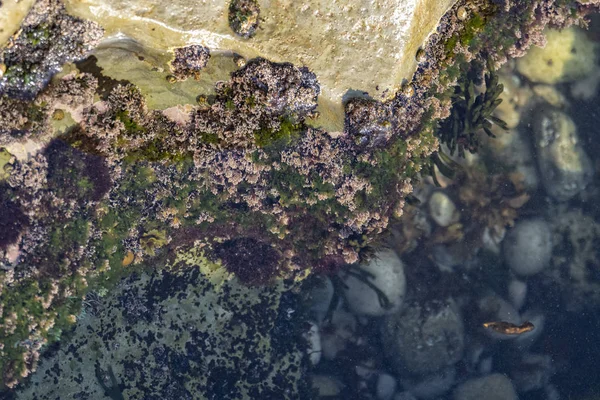 Piscinas Oceánicas Con Algas Rocas Vida Marina Visto Desde Arriba —  Fotos de Stock