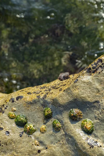 Piscinas Oceánicas Con Algas Rocas Vida Marina Visto Desde Arriba —  Fotos de Stock