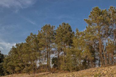 nehir kıyısında çam ağacı olarak bilinen ağaç.