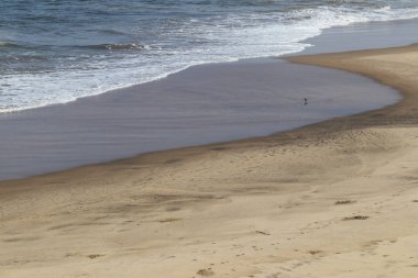 Namibe plaj sahil şeridi yanındaki kuş. Angola. Afrika.
