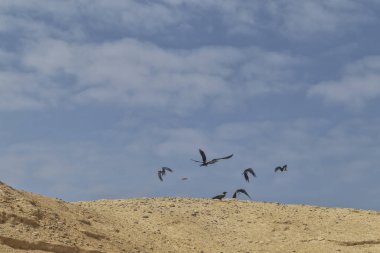 Grup tarafından bilinen kuşların Namibe çölde ravens. Angola. Afrika