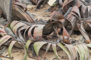 Welwitschia mirabilis, son derece nadir bilinen nadir bitki yaşayan fosil olarak kabul edilir. Çöl, Afrika, Namibe, Angola.