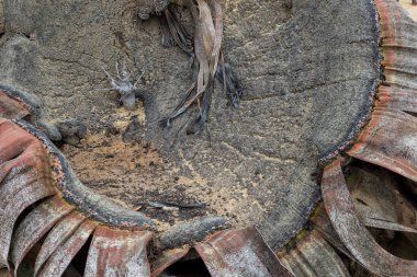 Welwitschia mirabilis, son derece nadir bilinen nadir bitki yaşayan fosil olarak kabul edilir. Çöl, Afrika, Namibe, Angola.