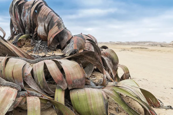 Plante Rare Connue Sous Nom Welwitschia Mirabilis Extrêmement Rare Est — Photo