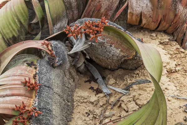 Welwitschia mirabilis, son derece nadir bilinen nadir bitki yaşayan fosil olarak kabul edilir. Çöl, Afrika, Namibe, Angola.