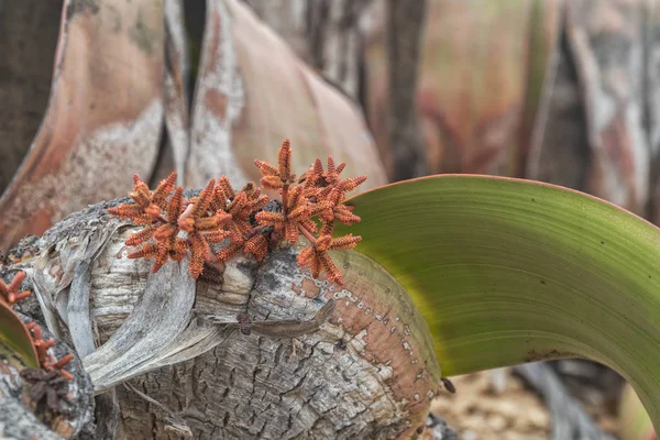 Welwitschia Mirabilis Son Derece Nadir Bilinen Nadir Bitki Yaşayan Fosil — Stok fotoğraf
