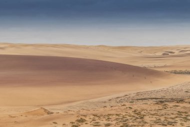 Namibe çöl dunes üzerinde çalışan springbocks grubu. Afrika. Angola.