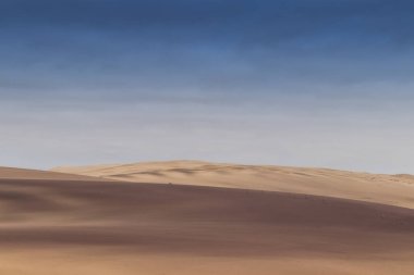 Namibe çöl dunes üzerinde çalışan springbocks grubu. Afrika. Angola.