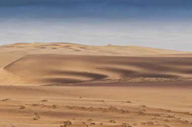 Namibe çöl dunes üzerinde çalışan springbocks grubu. Afrika. Angola.