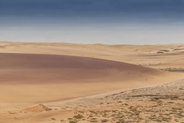 Gruppo Springbocks Che Corrono Sulle Dune Del Deserto Del Namibe — Foto Stock