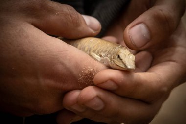 Adamın elinde çöl kertenkele, yakın çekim.