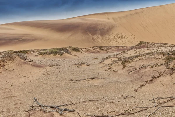 Photograph Dunes Vegetation Namibe Desert Africa Angola — Stock Photo, Image