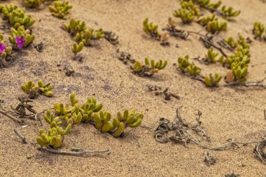 Bitki Namibe çöl kabuklarıyla kapatın. Afrika. Angola.