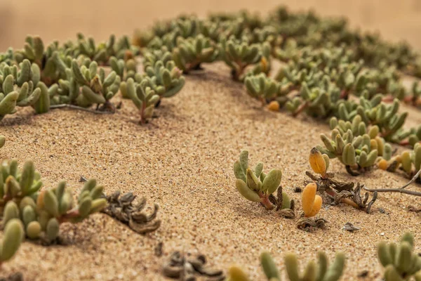 Gros Plan Végétation Sur Dune Désert Namibe Afrique Angola — Photo