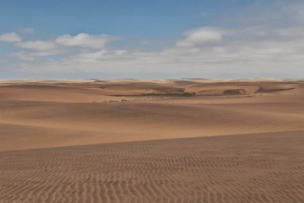 Photograph Dunes Vegetation Namibe Desert Africa Angola — Stock Photo, Image