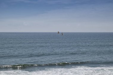 Denizin içinde belgili tanımlık geçmiş ile uçan iki martı. Afrika. Angola. Namibe.
