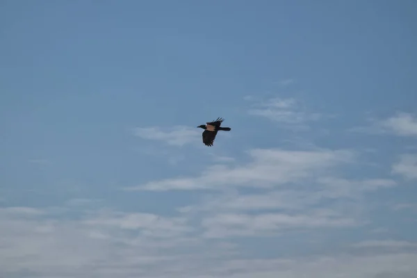 Ιπτάμενο Κοράκι Τον Ουρανό Στο Παρασκήνιο Αφρική Αγκόλα Namibe — Φωτογραφία Αρχείου