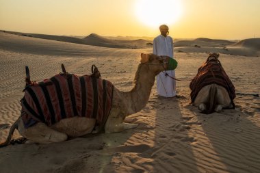 Abudhabi/BAE - 13dez2018 - develer onların eğitmen ile Abu Dabi çöl içinde. Birleşik Arap Emirlikleri.