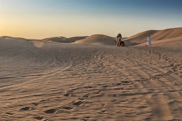 Верблюды Пустыне Абу Даби Своим Тренером Оаэ — стоковое фото