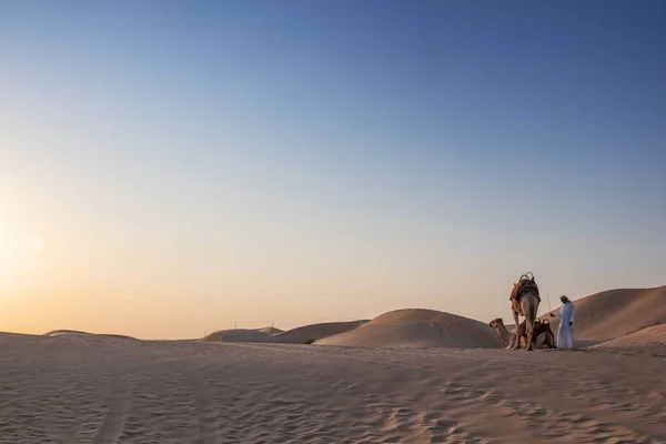 Abudhabi Uae 13Dez2018 Camels Desert Abu Dhabi Trainer Оаэ — стоковое фото