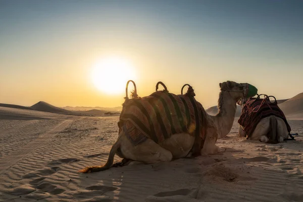 Kamelen Abu Dhabi Desert Met Zonsondergang — Stockfoto