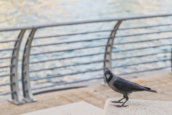 花崗岩のカウンターの上に黒いカラス。ぼやけた背景を持つ. — ストック写真