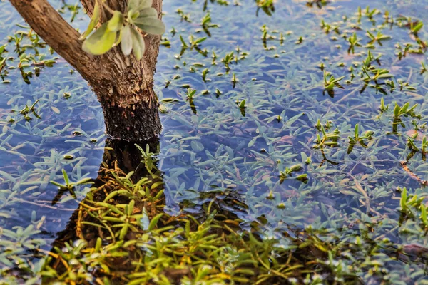 Close up of small tree surrounded by water with roots under water and herbs.