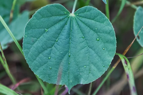 Flor verde com gotas de água de condensação matinal . — Fotografia de Stock