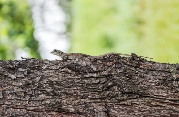 Kadal pada batang pohon, close seup . — Stok Foto