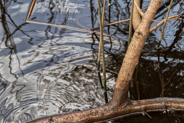 호수 물에 나무 줄기입니다. 세부 사항. — 스톡 사진