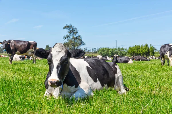 Fryzjańska krowa mleczna leżąca na zielonej trawie. — Zdjęcie stockowe