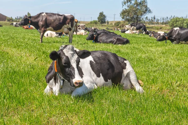 Friese Holstein Dairy Cow liggend op groen gras. — Stockfoto