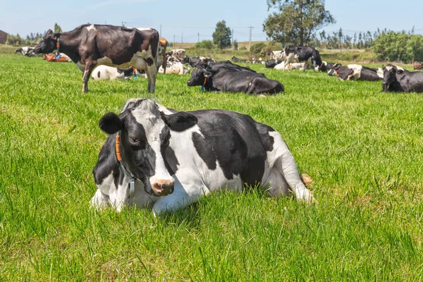 Friesische holsteinische Milchkuh liegt auf grünem Gras. — Stockfoto