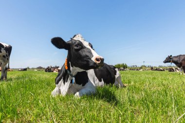 Yeşil çimenlerin üzerinde yatan Friesian holstein süt.