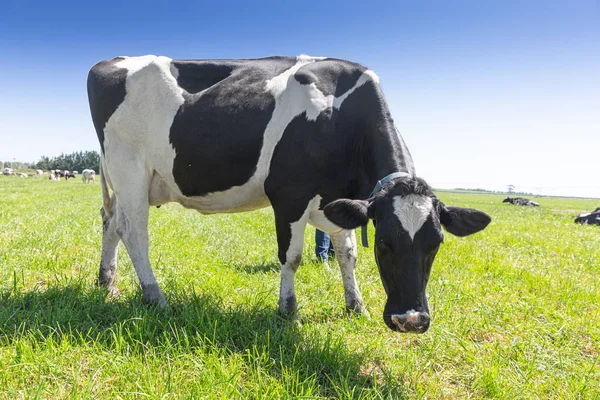Friesian Holstein Dairy Cow op groen gras. — Stockfoto