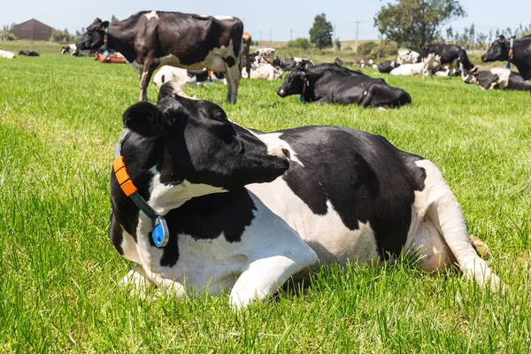 Friesische holsteinische Milchkuh liegt auf grünem Gras. — Stockfoto