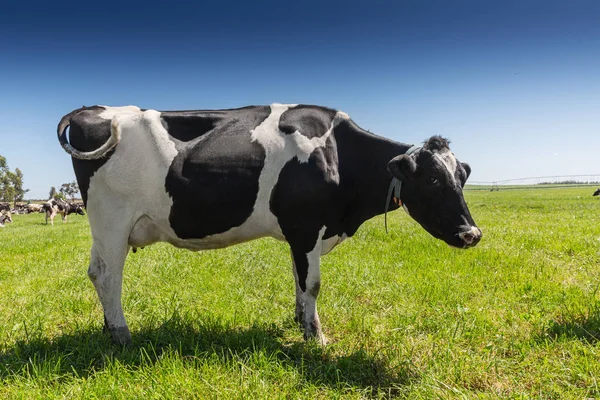 Friesian Holstein Dairy Cow op groen gras. — Stockfoto