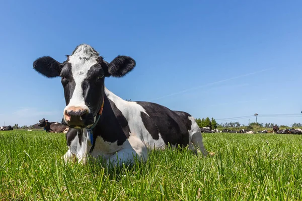 Friesian holstein dairy cow lying on green grass. — Stock Photo, Image