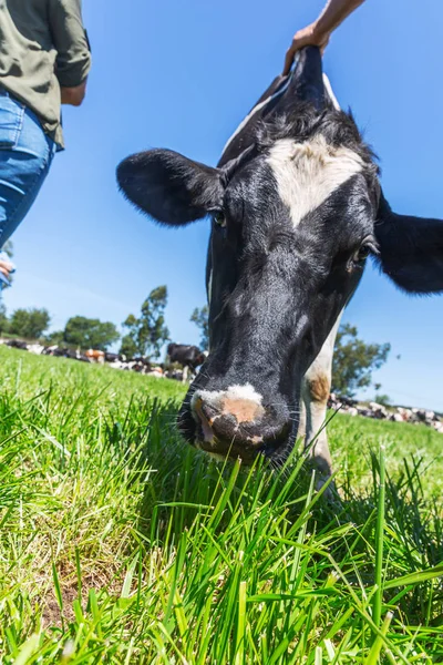 Hoofd melk koe van het Friese Holstein RAS op groen gras. Onderste weergave. — Stockfoto
