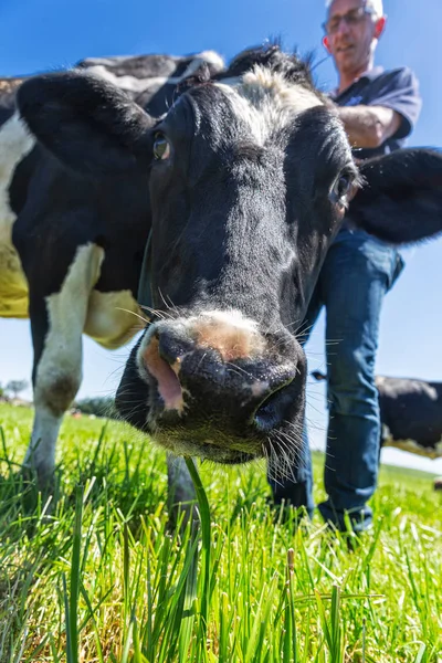 Hoofd melk koe van Holstein Frisia broeden op groen gras. Onderste weergave. Met de boer. — Stockfoto