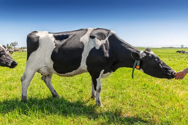 Friesian Holstein Dairy Cow op groen gras. — Stockfoto