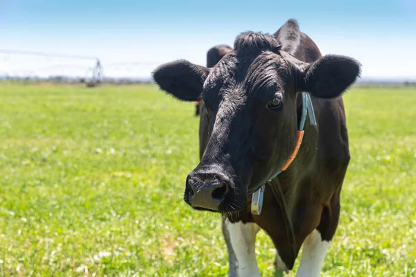 Portret van melk koe van Holstein RAS Friesian. Op groen veld grazen. — Stockfoto