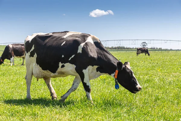 होलस्टीन की दूध गाय फ्रीसियन नस्ल। ग्रीन फील्ड पर चरने के लिए . — स्टॉक फ़ोटो, इमेज