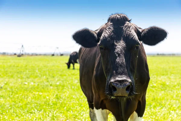 होलस्टीन नस्ल के दूध गाय का चित्र फ्रीसियन। ग्रीन फील्ड पर चरने के लिए . — स्टॉक फ़ोटो, इमेज