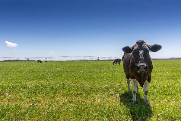 Melk koe van het Holstein RAS Friesian. Op groen veld grazen. — Stockfoto