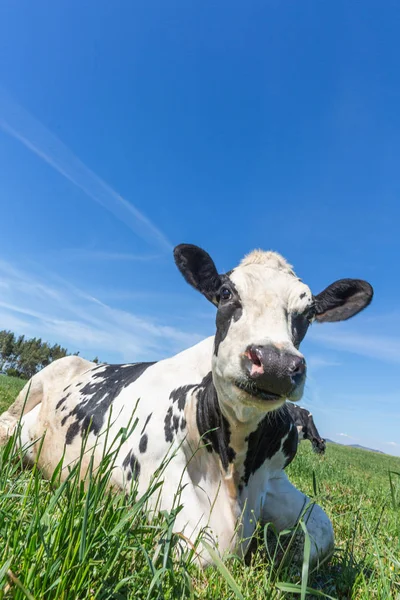 Portret van melk koe van Holstein RAS Friesian. Op groen veld grazen. — Stockfoto