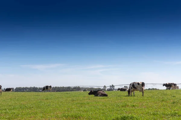 La vaca lechera de la raza Holstein Friesian. Para pastar en el campo verde . — Foto de Stock